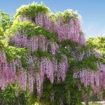 Glicina (Wisteria floribunda) Honbeni