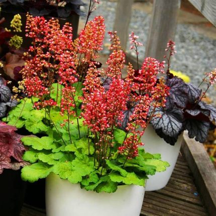 Heuchera LITTLE CUTIE 'Sweet Tart'