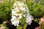 Hortensia paniculata FRAMBOISINE 'Rensam'-3L-livrarea din martie - imagine 4