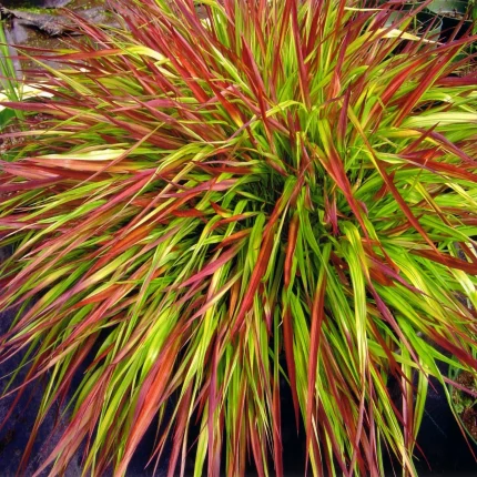 Hakonechloa MULLED WINE
