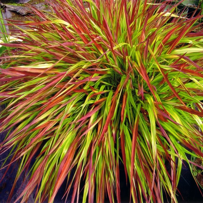 Hakonechloa MULLED WINE