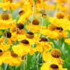 Helenium 'El Dorado'