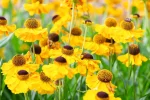 Helenium 'El Dorado'
