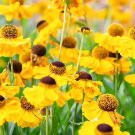Helenium 'El Dorado'