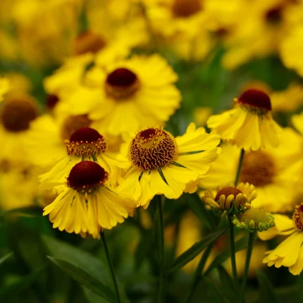 Helenium 'El Dorado'