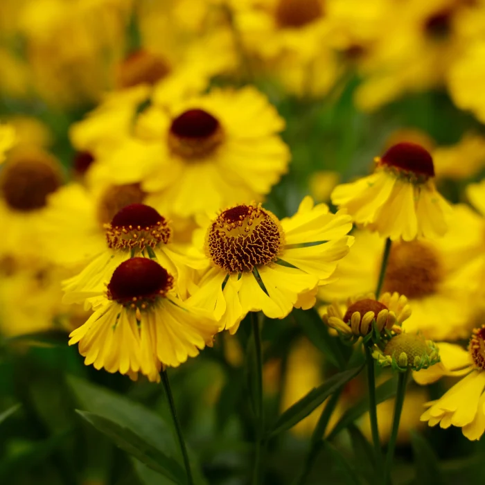 Helenium 'El Dorado'