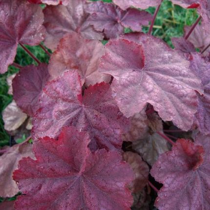 Heuchera 'Beaujolais'