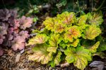 Heuchera 'Electra'