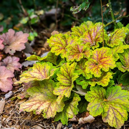 Heuchera 'Electra'