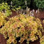 Heuchera 'Gold Zebra'