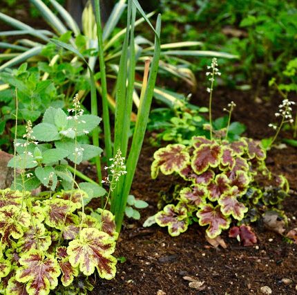 Heuchera 'Gold Zebra'