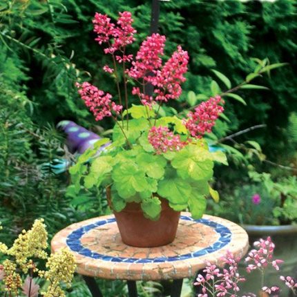 Heuchera LITTLE CUTIE 'Sweet Tart'