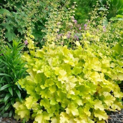 Heuchera 'Lime Marmalade'