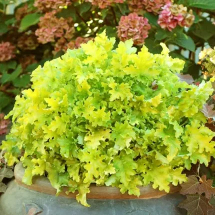 Heuchera_Lime_Marmalade