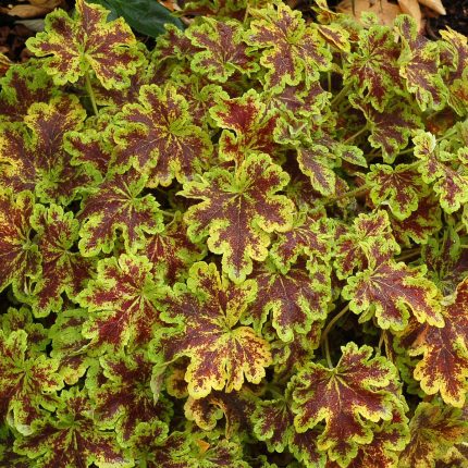 Heuchera 'Solar Power'
