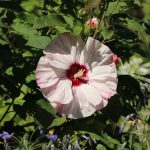 Hibiscus moscheutos (SUMMERIFIC) 'Cherry Cheesecake'-5L