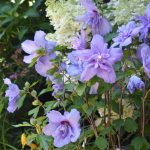 Hibiscus sy. BLUE CHIFFON Notwood