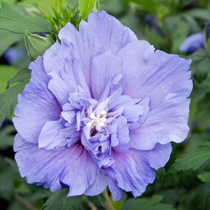 Hibiscus sy. BLUE CHIFFON Notwood
