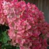 Hortensia paniculata TICKLED PINK