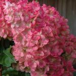 Hortensia paniculata TICKLED PINK