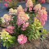 Hortensia paniculata TICKLED PINK