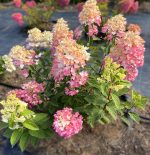 Hortensia paniculata TICKLED PINK