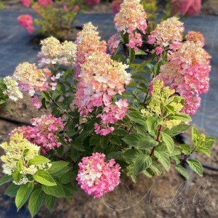 Hortensia paniculata TICKLED PINK