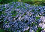 Hortensia serrata MAGIC PILLOW
