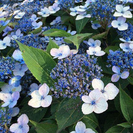 Hortensia serrata MAGIC PILLOW