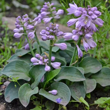 Hosta 'Blue Mouse Ears'