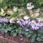 Hosta 'Blue Mouse Ears'