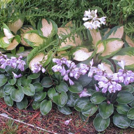 Hosta 'Blue Mouse Ears'