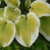Hosta 'Delta Dawn'