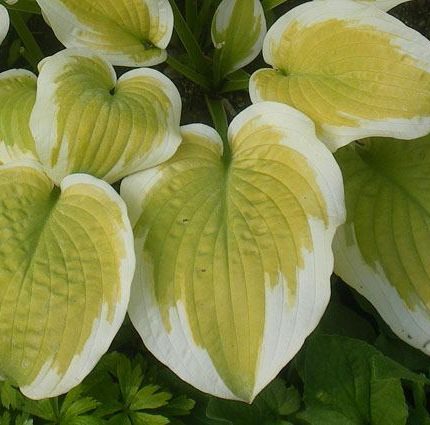 Hosta 'Delta Dawn'