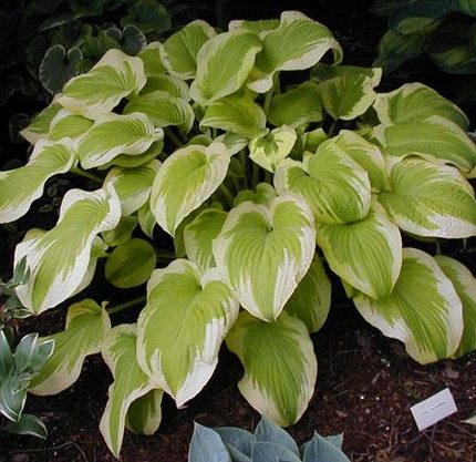 Hosta 'Delta Dawn'