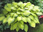 Hosta 'Gold Standard'