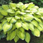 Hosta 'Gold Standard'