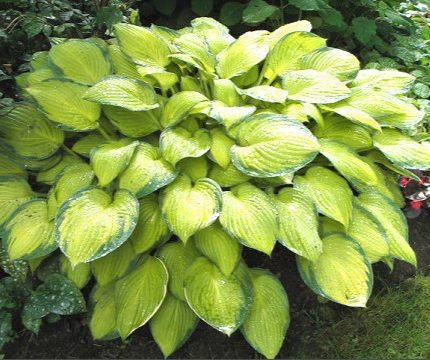 Hosta 'Gold Standard'