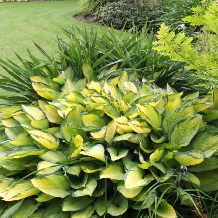 Hosta 'Gold Standard'