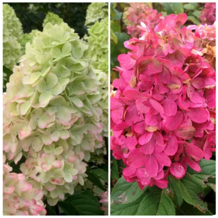 Hortensia panic. BONFIRE