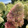 Hortensia panic. BONFIRE