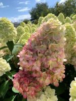 Hortensia panic. BONFIRE