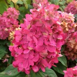 Hortensia panic. BONFIRE