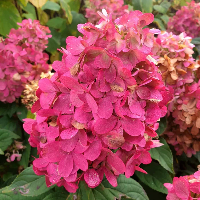 Hortensia panic. BONFIRE
