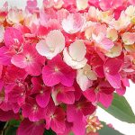 Hortensia panic. BONFIRE