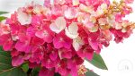 Hortensia panic. BONFIRE