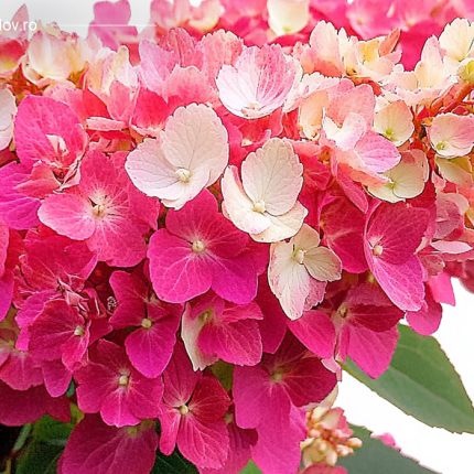 Hortensia panic. BONFIRE