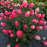 Hortensia paniculata FRAMBOISINE 'Rensam'