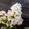 Hortensia paniculata TICKLED PINK