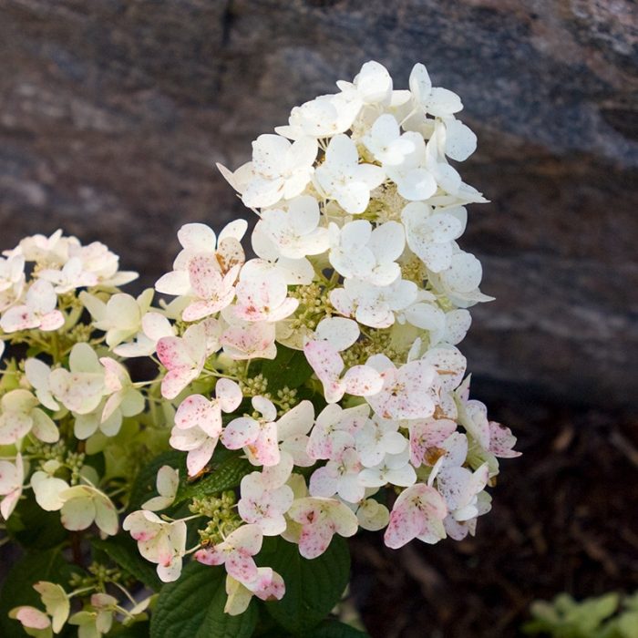 Hortensia paniculata TICKLED PINK